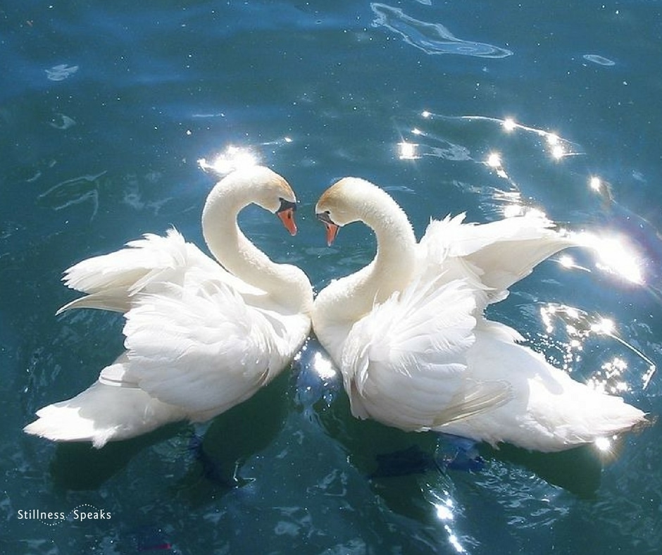 swans duality nonduality
