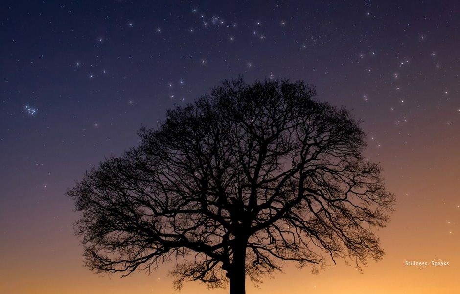 Sunset Tree Pleiades Zen