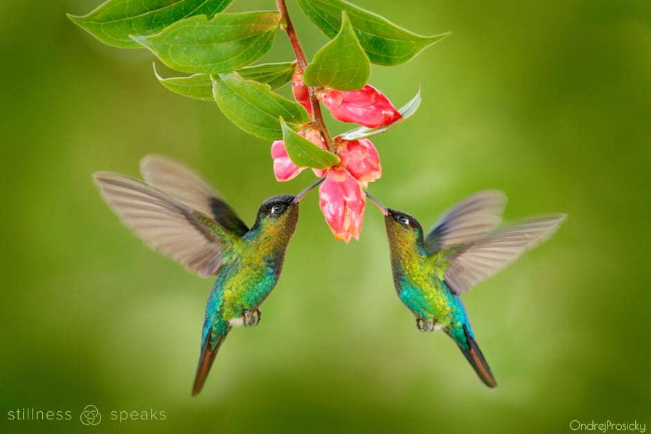 hummingbirds lrpps awareness weininger