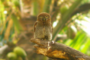 Barred Jungle Owl