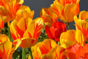 Tulips, awaken