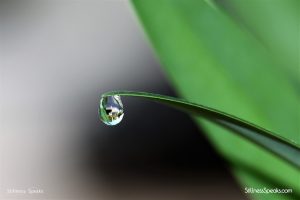 thich nhat hanh mountains dew drops