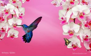 hummingbird amidon nearness