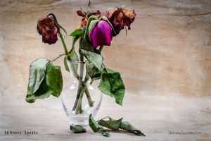 impermanence dead flowers amidon losses