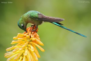 hummingbird eating nectar practice enlightenment shukman