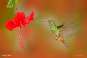 hummingbird right way equanimity lucille