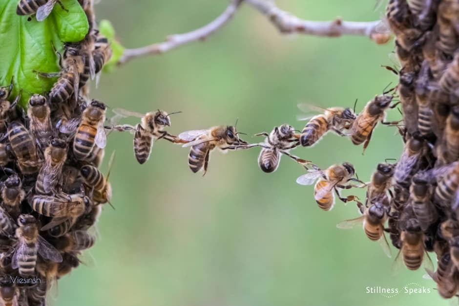 bees teamwork trust teacher lucille