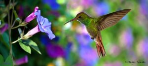 hummingbird this moment tollifson