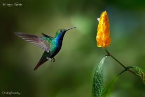 hummingbird cellular enlightenment natural world amoda