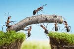 ants teamwork obedience sharing shukman