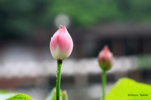 spiritual maturity bud lotus flower amoda