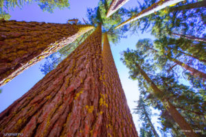sequoia deep roots tzu
