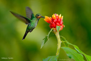 hummingbird mindfulness everything thich nhat hanh
