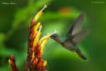 hummingbird choosing what is bays