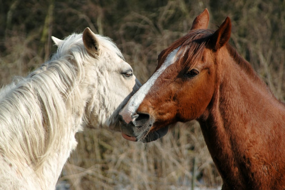 horses compassionate listening thay