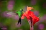 this moment wonders hummingbird thich nhat hanh