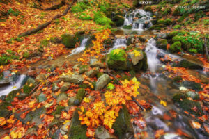 autumn stream wholeness brokenness tollifson