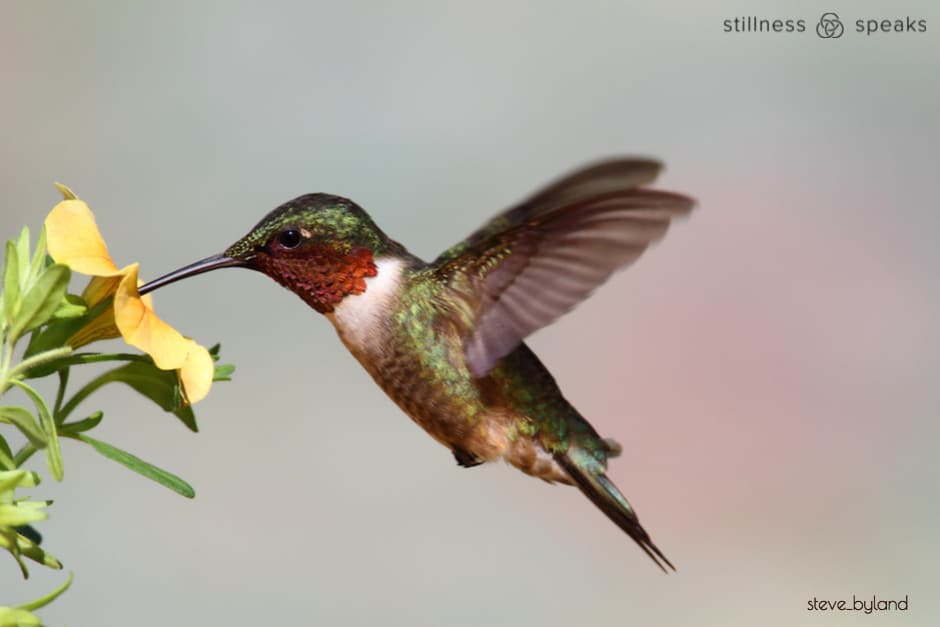 hummingbird embracing what is tollifson