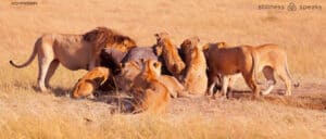 pride lions eating prey tollifson