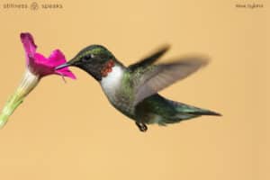 this is it tollifson hummingbird