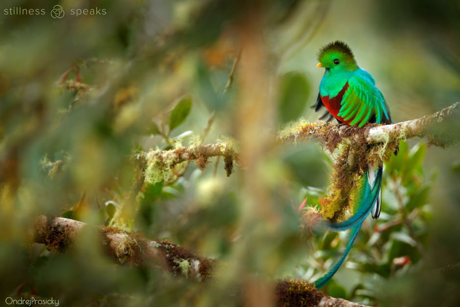 present moment presence tollifson quetzal costa rica