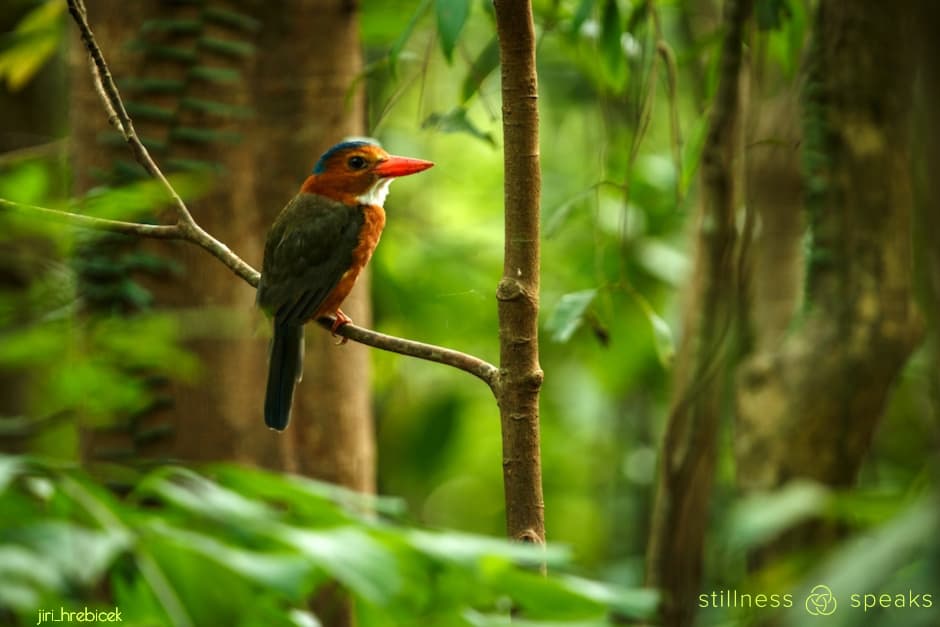 illusion tollifson green backed kingfisher