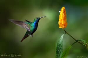 alive this moment hummingbird tollifson