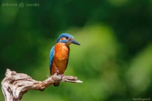 stillness just be kingfisher tollifson