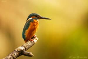return to present kingfisher russell