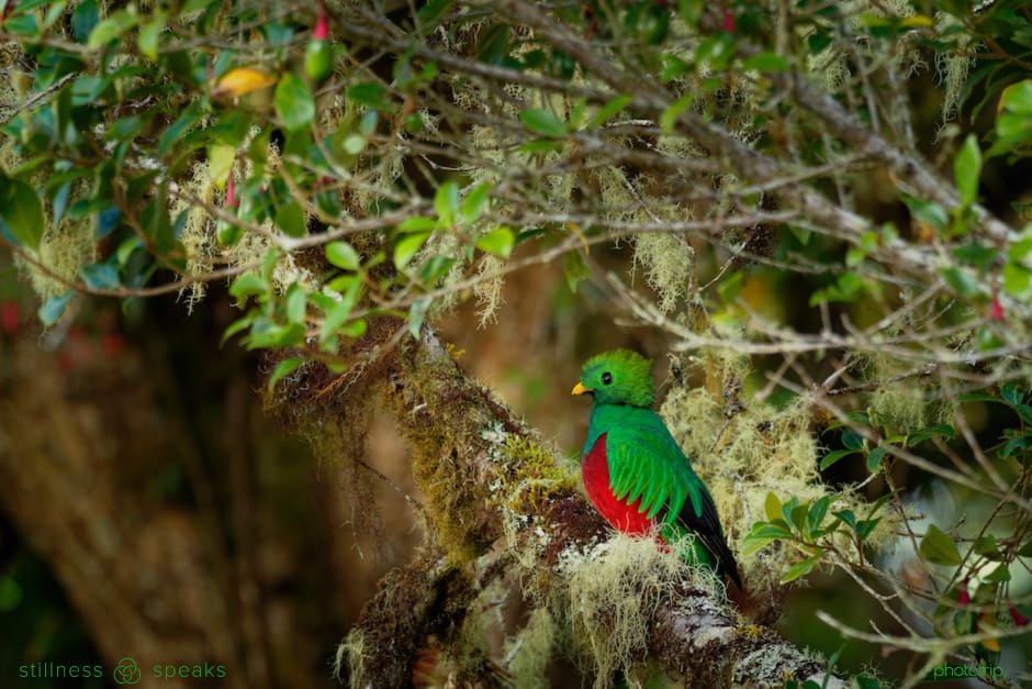 true meditation being silent tollifson quetzal