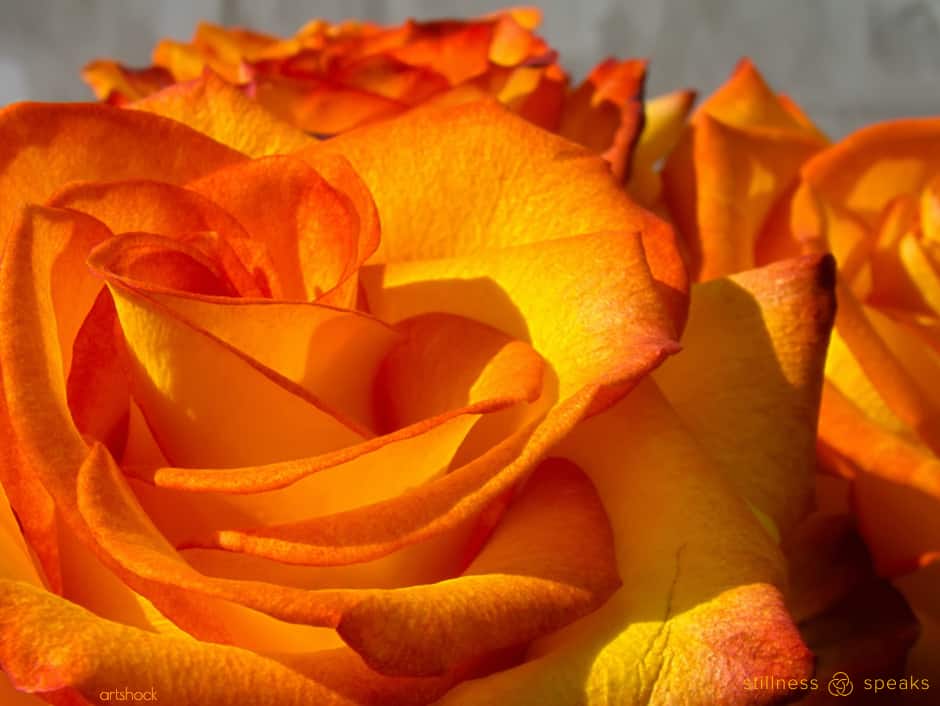 wonderment orange rose bauer-wu