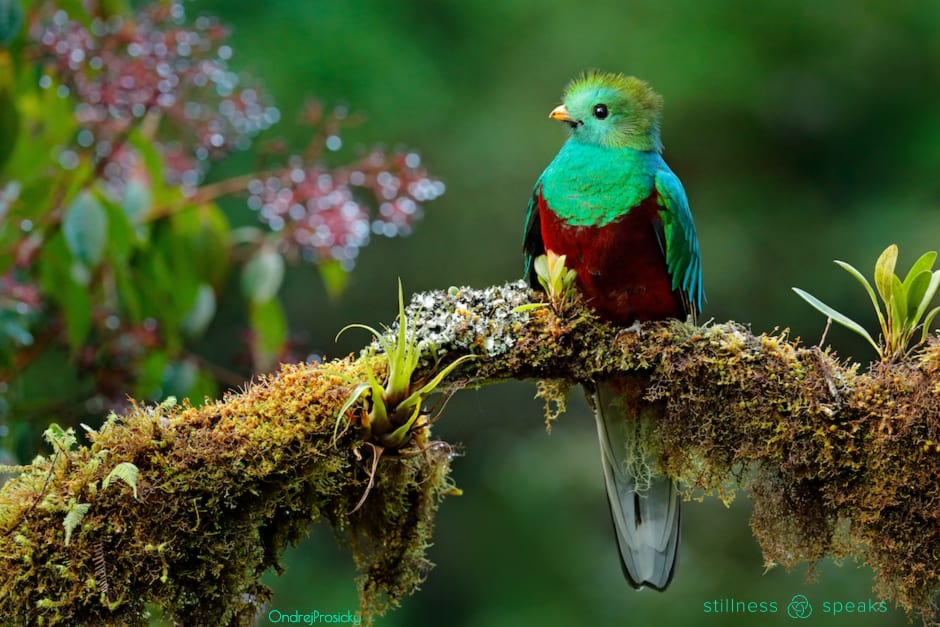 simply be present tollifson quetzal