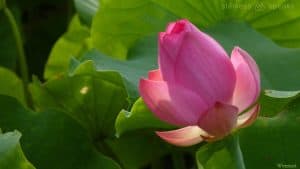 mindfulness flower slowly opening sofer