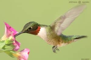 exactly how it is tollifson hummingbird